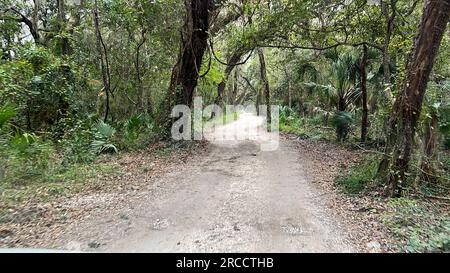 Die Fahrt durch den Wald im Timucuan Ecological National Park in Jacksonville, Florida. Stockfoto