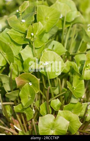 Claytonia perfoliata, Minersalat, indischer Salat, Winterportulak, Blütenpflanze, Speisepflanzen, Wintergemüse,