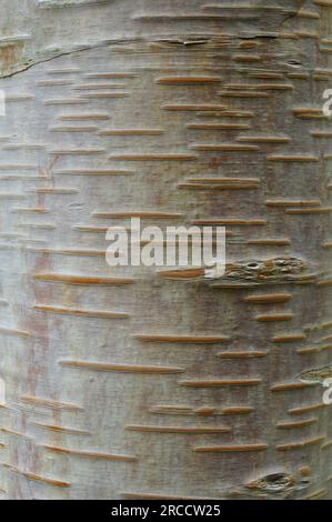 Betula utilis Waldblüte Stockfoto