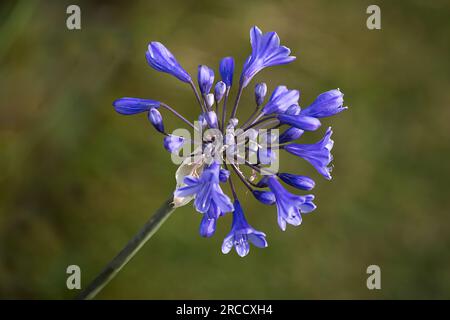 Eine Nahaufnahme eines Agapanthus, Blaue afrikanische Lily, während es zu blühen beginnt. Er wird auf einem natürlichen grünen Hintergrund gesetzt, der verschwommen ist. Stockfoto