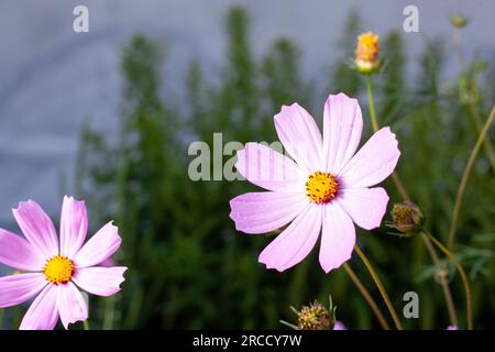 Cosmos bipinnatus, gemeinhin als Garten bezeichnet, ist eine blühende, krautige Pflanze in der Gänseblümchenfamilie Asteraceae Stockfoto