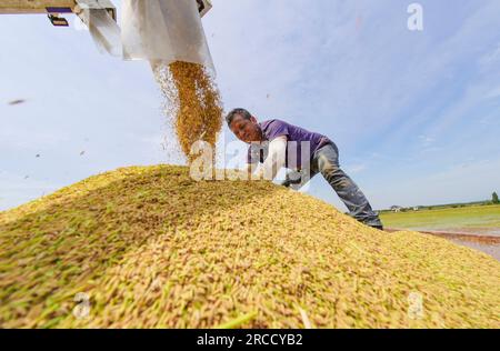 NANCHANG, CHINA - 13. JULI 2023 - Ein Landwirt erntet reifen Reis im Dorf Dinghu, Stadt Nanchang, Provinz Jiangxi, China, 13. Juli, 2023. Stockfoto