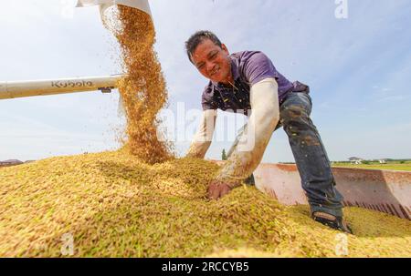 NANCHANG, CHINA - 13. JULI 2023 - Ein Landwirt erntet reifen Reis im Dorf Dinghu, Stadt Nanchang, Provinz Jiangxi, China, 13. Juli, 2023. Stockfoto