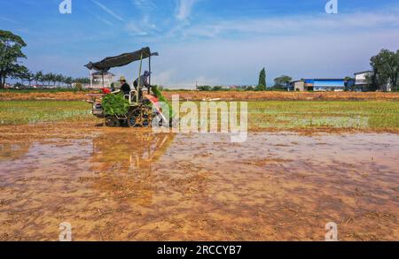 NANCHANG, CHINA - 13. JULI 2023 - Ein Landwirt fährt eine landwirtschaftliche Maschine, um späten Reis im Dorf Dinghu, Stadt Nanchang, Provinz Jiangxi, China, zu Pflanzen Stockfoto