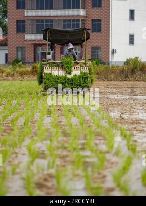 NANCHANG, CHINA - 13. JULI 2023 - Ein Landwirt fährt eine landwirtschaftliche Maschine, um späten Reis im Dorf Dinghu, Stadt Nanchang, Provinz Jiangxi, China, zu Pflanzen Stockfoto