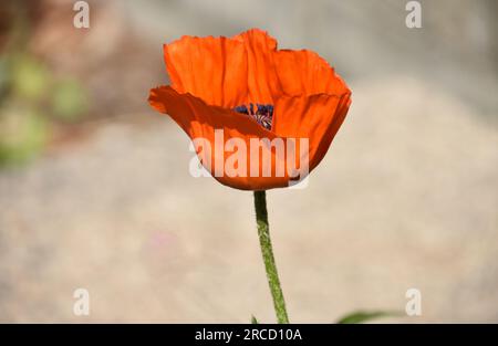 Einsame blühende orientalische Mohnblüte im Frühsommer. Stockfoto