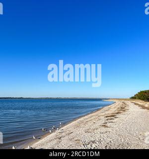 Das Ufer des Atlantischen Ozeans mit Möwen an einem sonnigen Tag im Fort Clinch State Park in Florida. Stockfoto