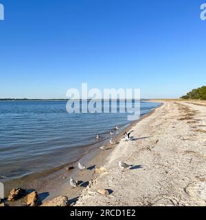 Das Ufer des Atlantischen Ozeans mit Möwen an einem sonnigen Tag im Fort Clinch State Park in Florida. Stockfoto
