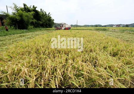 ZIXING, CHINA - 14. JULI 2023 - Ein Bauer fährt eine Landmaschine, um frühen Reis im Dorf Jingtang, Tangdong Street, Zixing City, Zentralchina zu ernten. Stockfoto