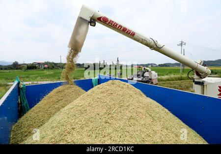 ZIXING, CHINA - 14. JULI 2023 - Bauern laden frühen Reis in LKWs in Jingtang Village, Tangdong Street, Zixing City, Hunan Provinz Zentralchina, Stockfoto