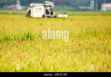 ZIXING, CHINA - 14. JULI 2023 - Ein Bauer fährt eine Landmaschine, um frühen Reis im Dorf Jingtang, Tangdong Street, Zixing City, Zentralchina zu ernten. Stockfoto