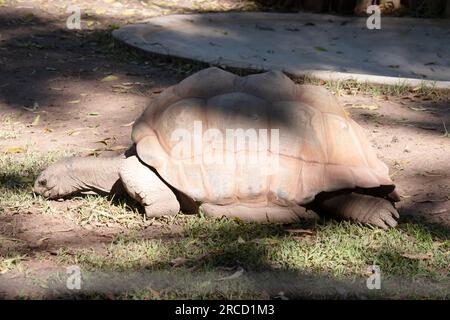 Aldabras Schildkröten sind eine der weltweit größten Landschildkröten Stockfoto