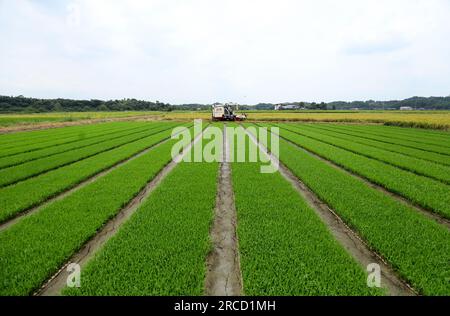 ZIXING, CHINA - 14. JULI 2023 - Ein Bauer fährt eine Landmaschine, um frühen Reis im Dorf Jingtang, Tangdong Street, Zixing City, Zentralchina zu ernten. Stockfoto