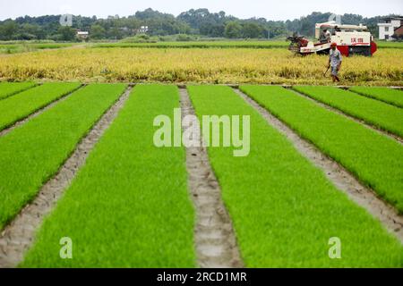 ZIXING, CHINA - 14. JULI 2023 - Ein Bauer fährt eine Landmaschine, um frühen Reis im Dorf Jingtang, Tangdong Street, Zixing City, Zentralchina zu ernten. Stockfoto