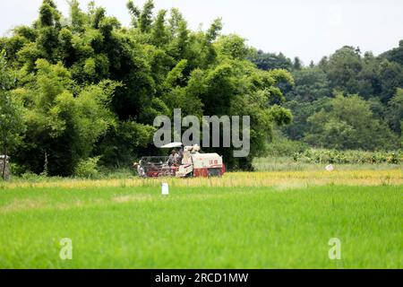 ZIXING, CHINA - 14. JULI 2023 - Ein Bauer fährt eine Landmaschine, um frühen Reis im Dorf Jingtang, Tangdong Street, Zixing City, Zentralchina zu ernten. Stockfoto