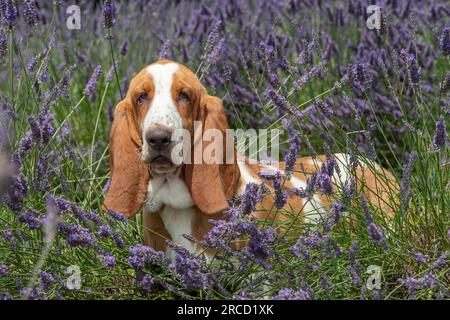 Basset-Hund. Der Hund sitzt in Lavendel Stockfoto