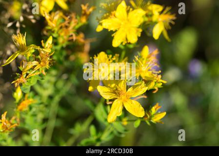 Hypericum perforatum, St. Johanniskraut-Sommerblüten-Nahaufnahme selektiver Fokus Stockfoto