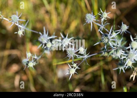 Eryngium Campestre, Eryngo Sommerblumen im Feld nehmen selektiven Fokus Stockfoto