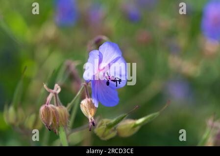 Geranium pratense, Wiesenkrane-Scheine Sommerblumen machen einen selektiven Fokus Stockfoto