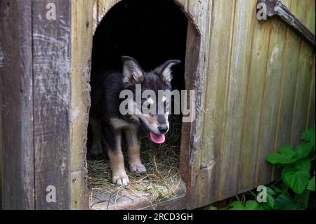 Ein Hund in einem Bunker sitzt in einer Kabine. Hund sitzt im Sommer in einer Holzkabine im Hof Stockfoto