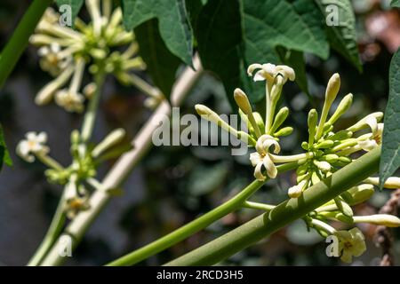 Blüten auf einem männlichen Papaya-Baum (Carica Papaya) Stockfoto