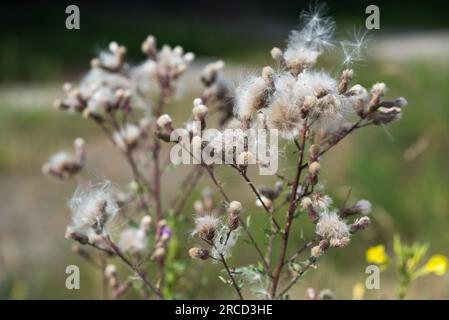 Zirkularvense, schleichende Distel flauschige Sommerblumen verschlossen selektiven Fokus Stockfoto