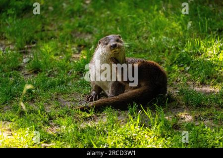 Europäischer Otter (Lutra lutra) am Ufer eines Teiches Europäische Otter sind in Teilen Asiens und Afrikas sowie in ganz Europa zu finden. Sie leben frisch Stockfoto