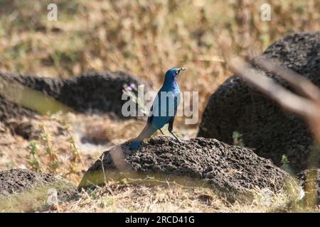 Rüppells Starling (Lamprotornis purpuroptera), auch bekannt als Rueppells Hochglanzstarling oder Rueppells Langschwanzstarling, ist eine Art von Starling Stockfoto