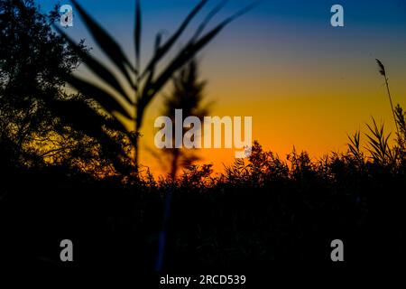 Schilf, Typha und Gräser, die an einem Flussufer wachsen und bei Sonnenuntergang fotografiert wurden, wurden im Juni in Israel aufgenommen Stockfoto