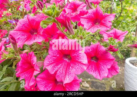 Nahaufnahme der pinkfarbenen Petunienblumen Stockfoto