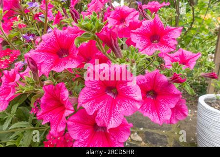 Nahaufnahme der pinkfarbenen Petunienblumen Stockfoto