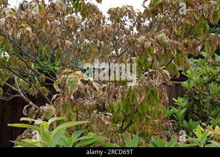 Cornus anthracnose, Hundewald anthracnose. Stockfoto