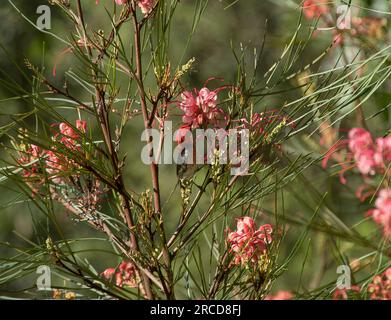 Kleiner australischer männlicher Scharlachhonigfresser, Myzomela sanguinolenta, hoch oben im busch von grevillea mit rosa Blumen und grünem Laub. Queensland, Frühling. Stockfoto