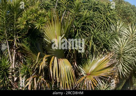 Gemischte Grünpflanzen im subtropischen australischen Privatgarten in Queensland. Mischung aus einheimischen und exotischen Arten von Bäumen und Sträuchern. Stockfoto