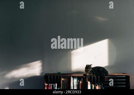 Katze ruht sich am späten Nachmittag auf einem Bücherregal aus Stockfoto