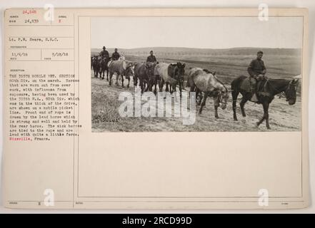 Das Foto zeigt den mobilen Tierarzt 315. Sektion der 80. Division im ersten Weltkrieg. Die abgenutzten Pferde, die aufgrund der Exposition von der Grippe betroffen waren, wurden zuvor von der 315. Feldartillerie der 80. Division verwendet. Ein mobiler Streikposten wurde benutzt, um die kranken Pferde an ein Seil zu binden, wo das gesunde Leitpferd die Linie mit Gewalt zog. Aufgenommen in Nixeville, Frankreich, am 28. September 1918. Stockfoto