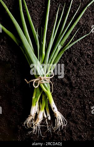 Grüne Zwiebeln auf dunklem Boden mit Blick von oben. Bio-Zwiebeln Stockfoto
