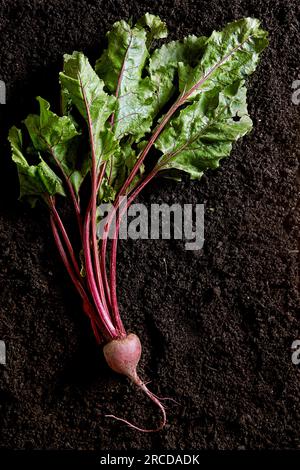 Rote Bete auf dunklem Boden mit Blick von oben. Biobrüben Stockfoto