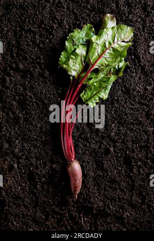 Rote Bete auf dunklem Boden mit Blick von oben. Biobrüben Stockfoto