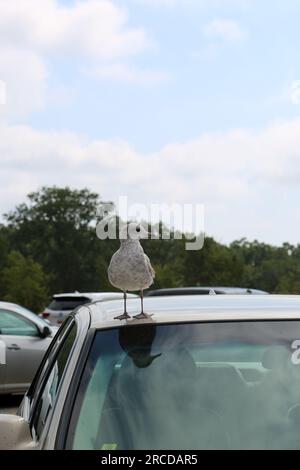 Eine Möwe steht auf dem Dach eines Autos auf einem Strandparkplatz. Stockfoto