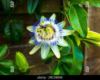 Weiße Hochzeit Passionsblume in meinem Burnley Garten in Lancashire England.für religiöse Christen ist die Passionsblume ein Symbol für die Kreuzigung Stockfoto