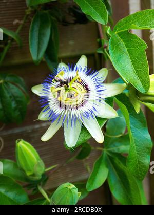 Weiße Hochzeit Passionsblume in meinem Burnley Garten in Lancashire England.für religiöse Christen ist die Passionsblume ein Symbol für die Kreuzigung Stockfoto