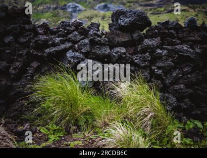 Grünes Gras, das vor einem Haufen schwarzer vulkanischer Felsen wächst Stockfoto