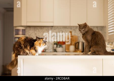 Zwei Katzen im Haus, die auf dem Küchentisch sitzen und darauf warten, dass sie ihr Abendessen bekommen Stockfoto