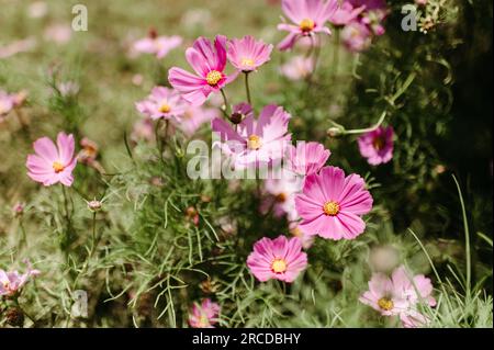 Rosa Texas Wildblumen im Sommer Stockfoto