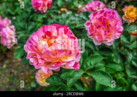 Gelb-rosa Beetrose Maurice Utrillo Blume Stockfoto