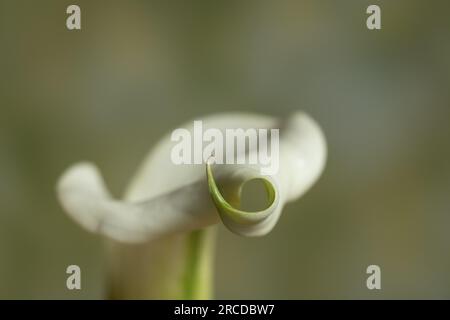Weiße Calla-Lilie vor dunkelgrünem Hintergrund. Stockfoto