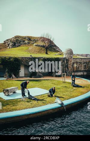 Pfleger füttern Seelöwen in einem Meerespark in Santander. Stockfoto