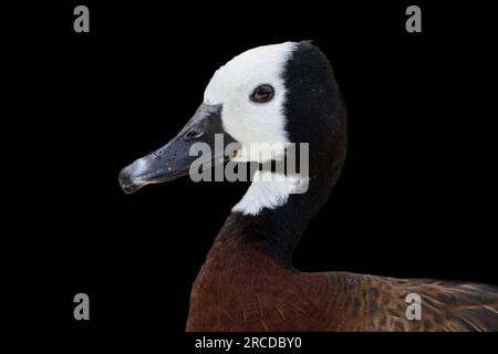 Ein Weißgesichter-Pfiff-Duck-Porträt Stockfoto