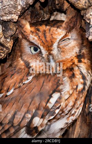 Kreischer Eule mit einem geschlossenen Auge Stockfoto
